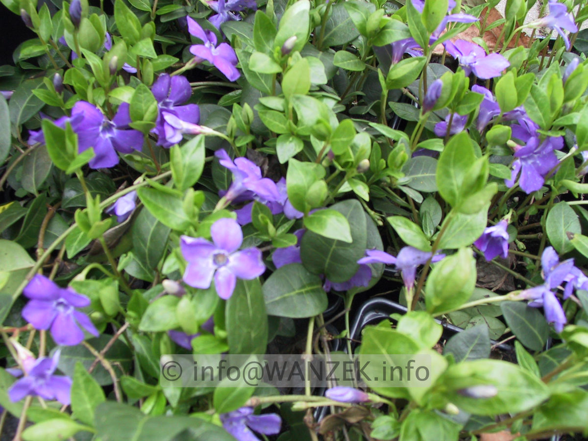 Vinca minor 01 bluehend.JPG